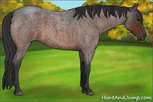 Horse Color:Bay Roan 
