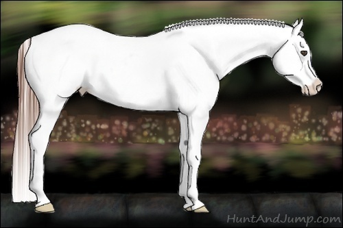 Horse Color:Grullo Ice Sabino Varnish Rabicano
