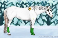 Horse Color:Grullo Appaloosa Rabicano 