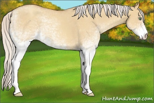 Horse Color:White Spotted Silver Amber Champagne Roan Dun