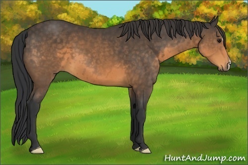 Horse Color:Buckskin Frame 