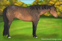 Horse Color:Buckskin Frame 