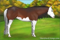 Horse Color:Bay Splash 