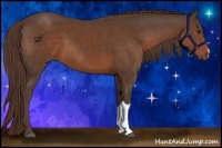 Horse Color:Liver Chestnut 