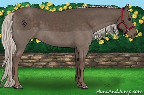 Horse Color:Silver Black