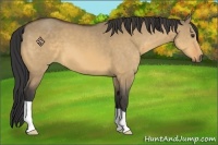 Horse Color:Buckskin Dun