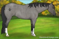 Horse Color:Grullo Roan 
