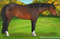 Horse Color:Brown 