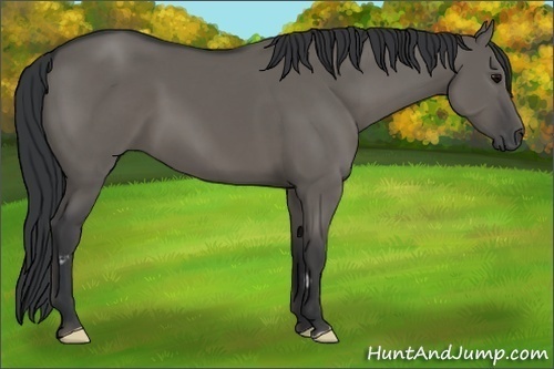 Horse Color:Grullo Frame