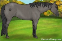 Horse Color:Grullo Roan 