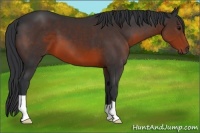 Horse Color:Brown 