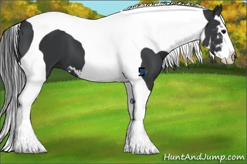 Horse Color:Black Splash Tobiano Frame