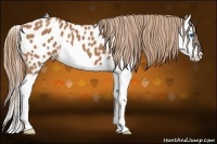 Horse Color:Chestnut Splash Appaloosa 
