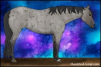 Horse Color:Smoky Grullo Roan 