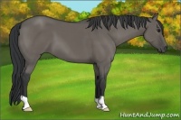 Horse Color:Grullo 