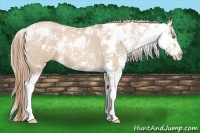 Horse Color:Smoky Black Pearl Sabino 