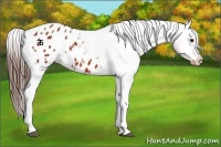 Horse Color:Bay Tobiano Frame Appaloosa 