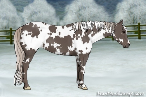 Horse Color:White Spotted Silver Black 