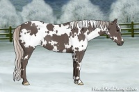 Horse Color:White Spotted Silver Black