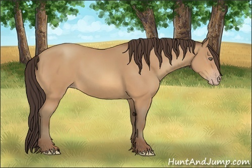 Horse Color:Amber Champagne Sabino 