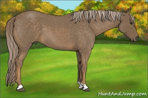 Horse Color:Chocolate Palomino Roan 