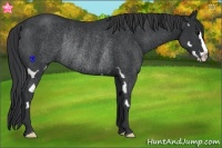 Horse Color:Black Splash Frame Rabicano