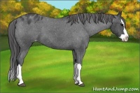 Horse Color:Blue Roan Splash Appaloosa 