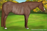 Horse Color:Red Roan Frame Rabicano