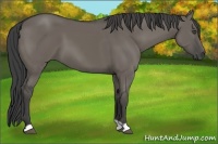 Horse Color:Smoky Grullo 