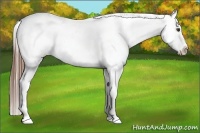 Horse Color:White Spotted Chestnut Appaloosa Rabicano 