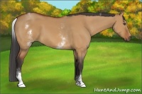Horse Color:White Spotted Bay Dun