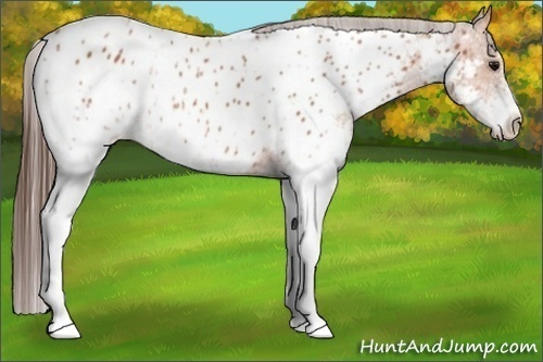 Horse Color:White Spotted Bay Appaloosa Rabicano 