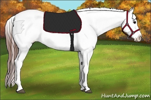 Horse Color:Brown Sabino Varnish 