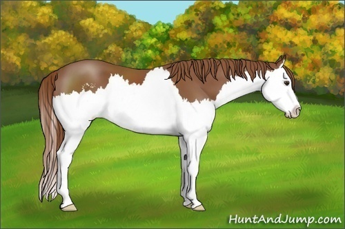 Horse Color:Chestnut Sabino Splash 