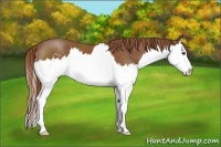 Horse Color:Chestnut Sabino Splash