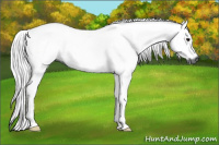 Horse Color:Gray Bay Dun Tobiano 