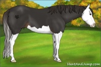 Horse Color:Liver Chestnut Splash 