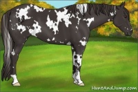 Horse Color:White Spotted Liver Chestnut 