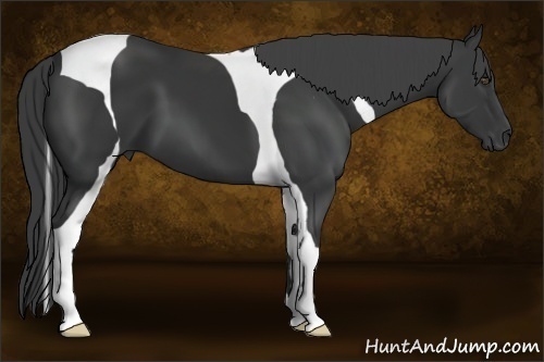 Horse Color:Black Tobiano
