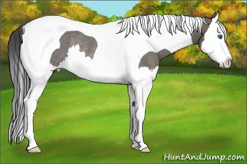 Horse Color:Smoky Grullo Splash Tobiano Rabicano