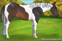Horse Color:Brown Tobiano 