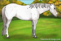 Horse Color:Buckskin Snowcap 