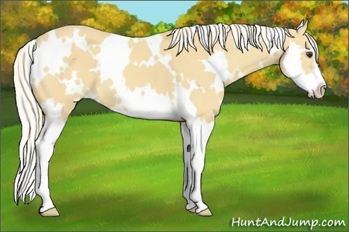 Horse Color:White Spotted Palomino Splash Frame 