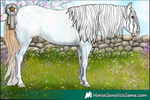 Horse Color:White Spotted Buckskin Splash Appaloosa 