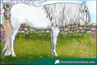 Horse Color:White Spotted Buckskin Splash Appaloosa 