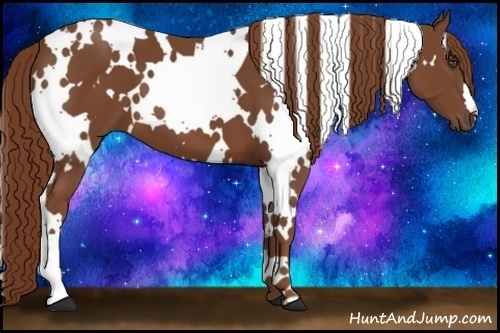 Horse Color:White Spotted Chestnut