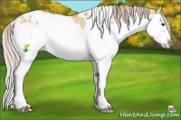 Horse Color:White Spotted Palomino Dun Splash 