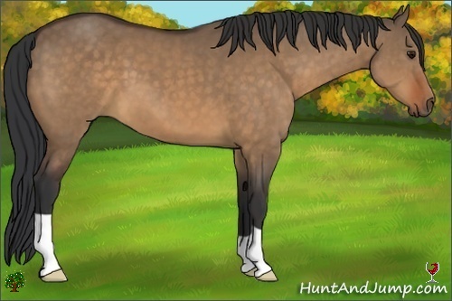 Horse Color:Bay Dun