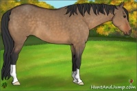 Horse Color:Bay Dun