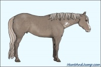 Horse Color:Silver Grullo Sabino Frame